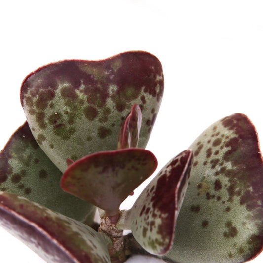 Adromischus triflorus 'Calico Hearts'