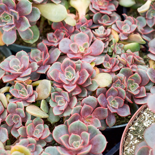 Echeveria 'Vampire Red Ball'