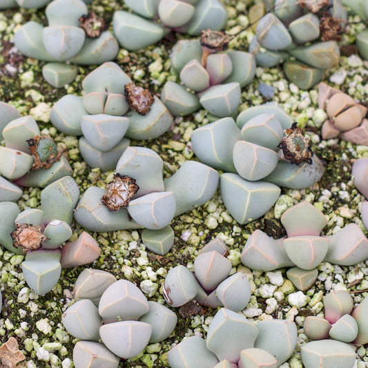 Lapidaria margaretae 'Karoo Rose'