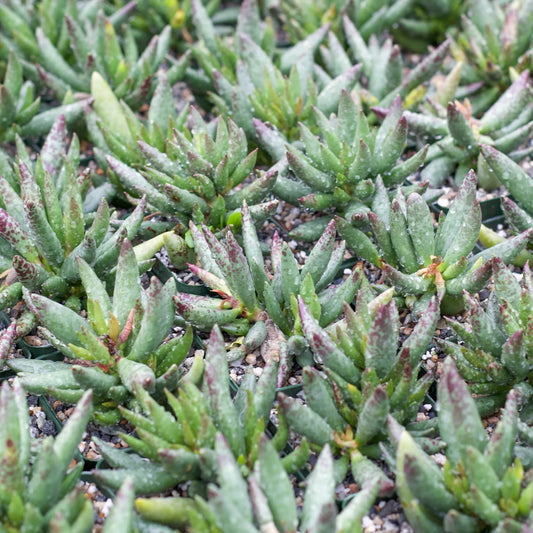 Adromischus filicaulis
