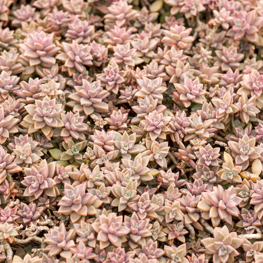 Graptosedum 'Alpenglow'