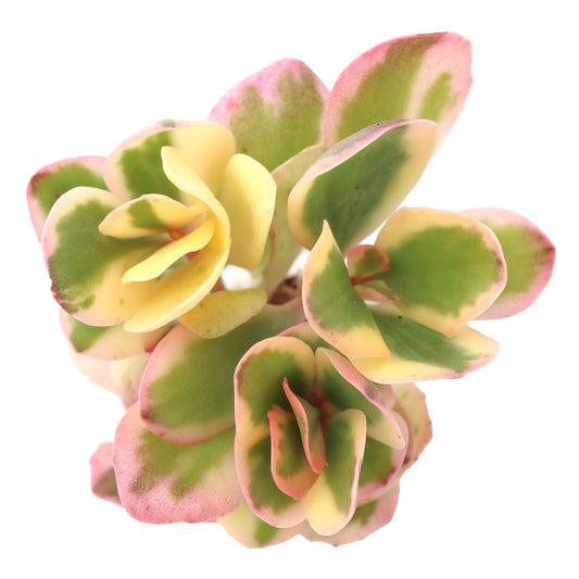 Kalanchoe fedtschenkoi 'Aurora Borealis'