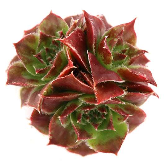 Sempervivum heuffelii 'Worstiana'