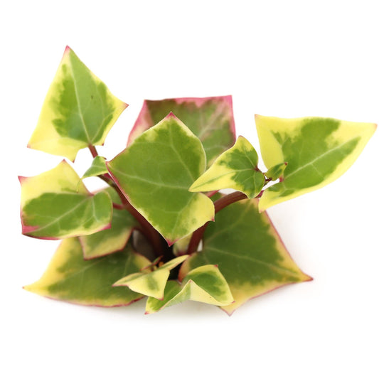 Senecio macroglossus 'Variegated Wax Ivy'