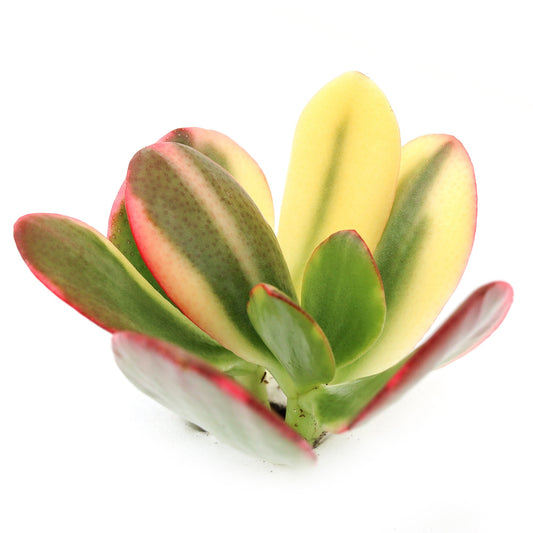 Crassula ovata f. variegata