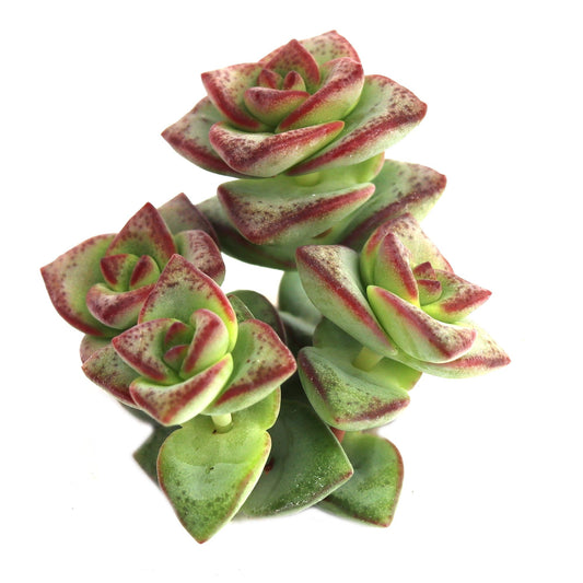 Crassula perforata ssp. kougaensis