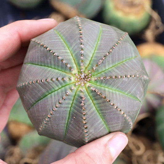 Euphorbia obesa 'Baseball Plant'
