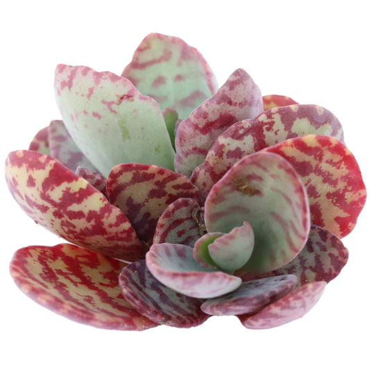 Kalanchoe humilis 'Desert Surprise'