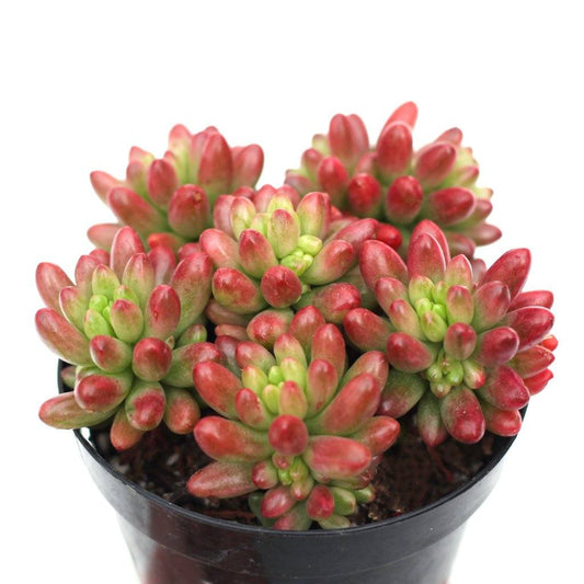 Sedum rubrotinctum 'Aurora'