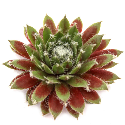 Sempervivum 'Jade Rose'