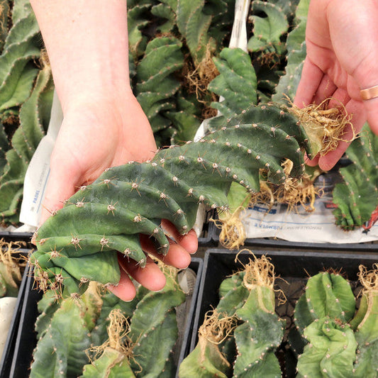 Cereus forbesii spiralis 'Spiral Cactus'