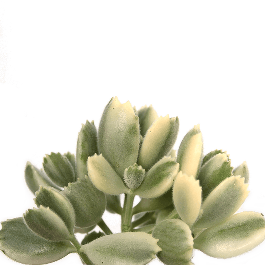 Cotyledon tomentosa 'Bear's Paw' variegata