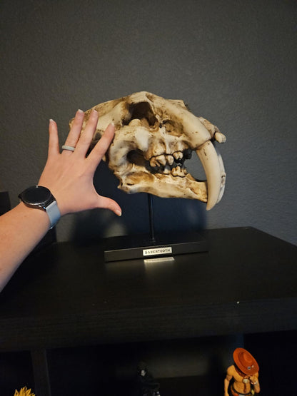 Sabertooth Tiger Skull Sculpture on Display Stand