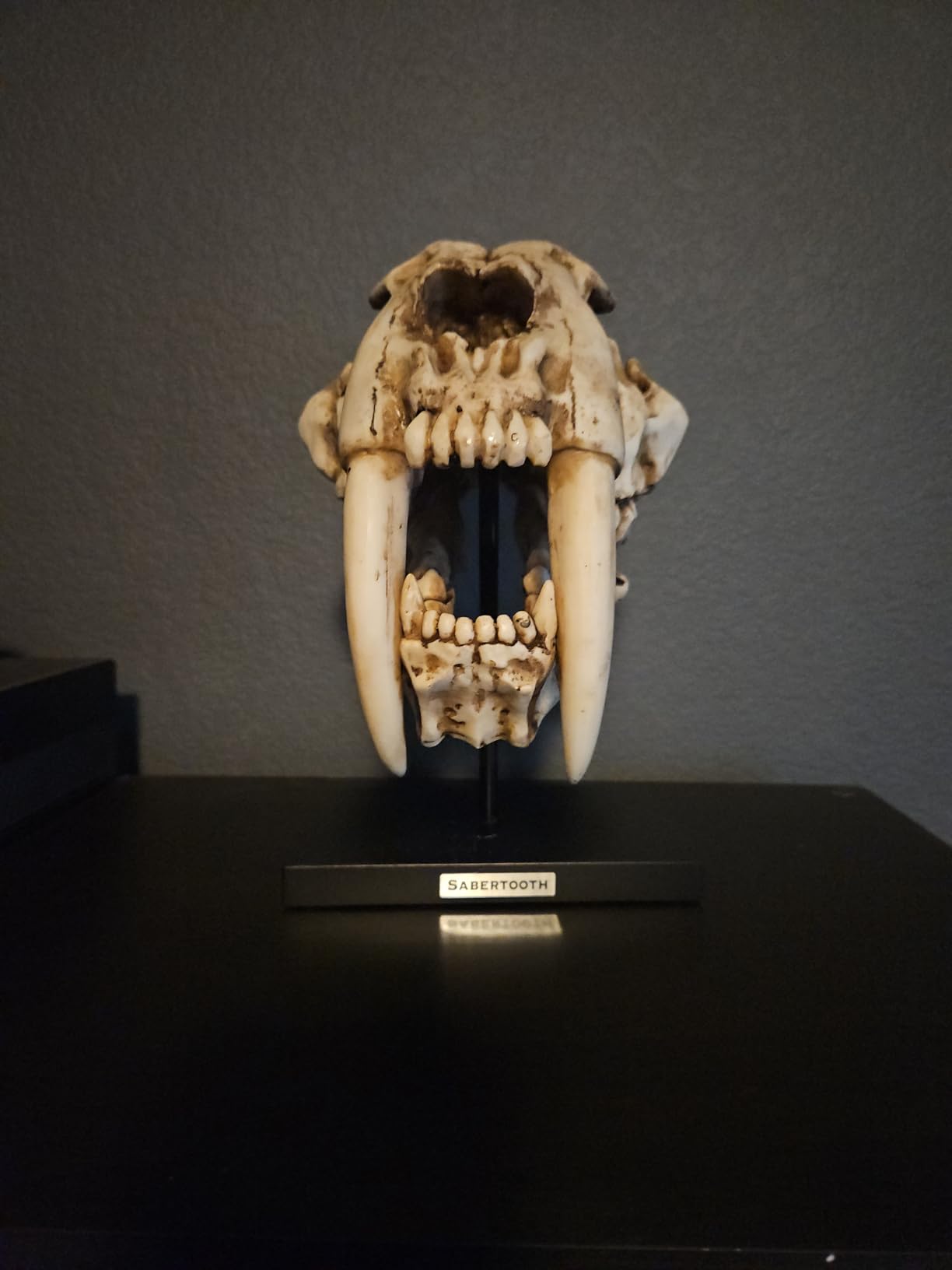 Sabertooth Tiger Skull Sculpture on Display Stand