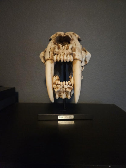 Sabertooth Tiger Skull Sculpture on Display Stand