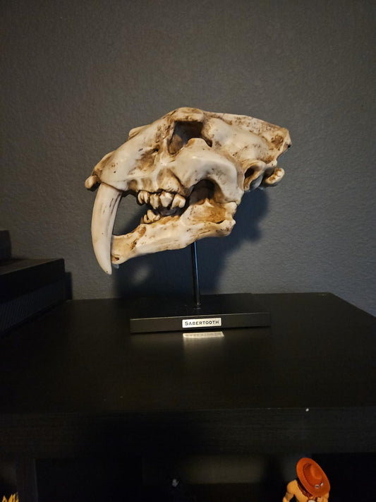 Sabertooth Tiger Skull Sculpture on Display Stand