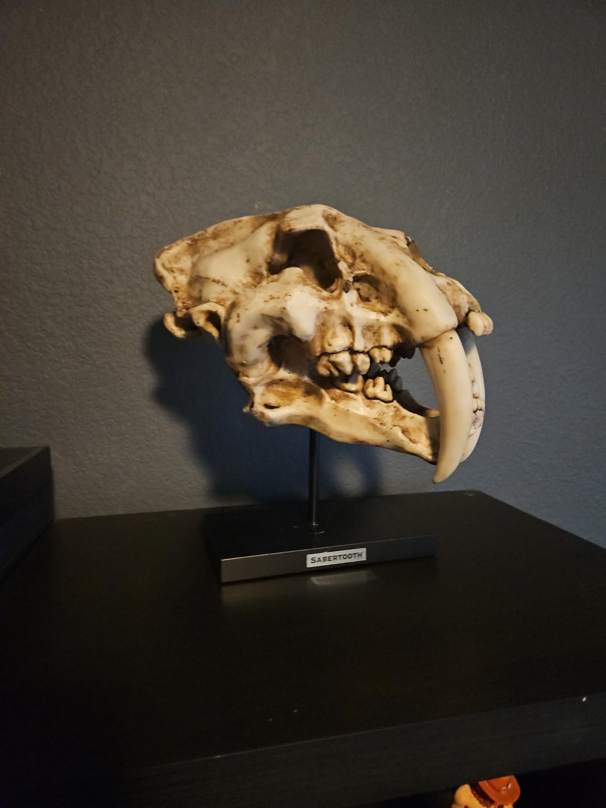 Sabertooth Tiger Skull Sculpture on Display Stand