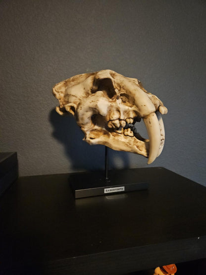Sabertooth Tiger Skull Sculpture on Display Stand