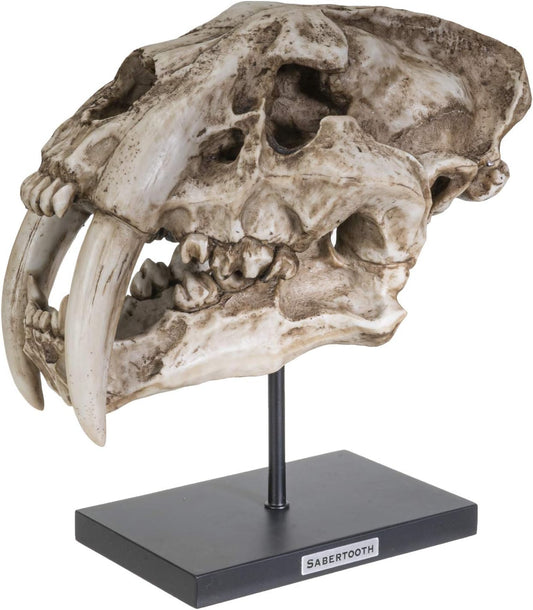 Sabertooth Tiger Skull Sculpture on Display Stand