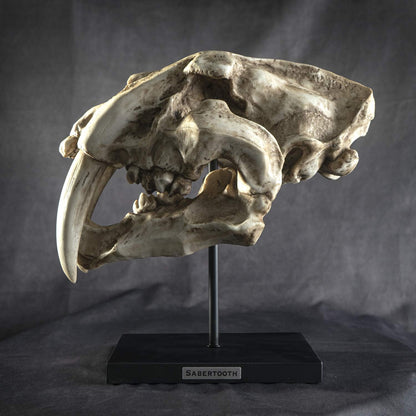 Sabertooth Tiger Skull Sculpture on Display Stand