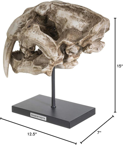 Sabertooth Tiger Skull Sculpture on Display Stand