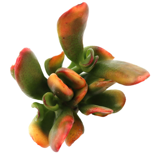 Crassula ovata 'ET's Fingers' Variegated Jade