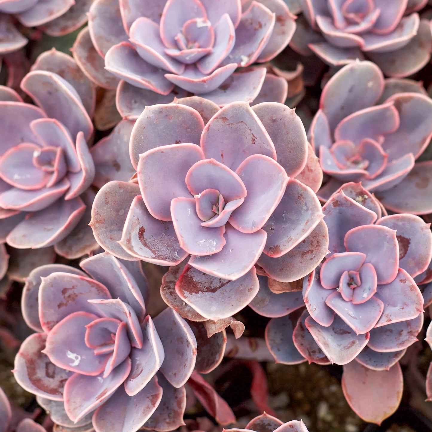 Echeveria 'Perle von Nurnberg'