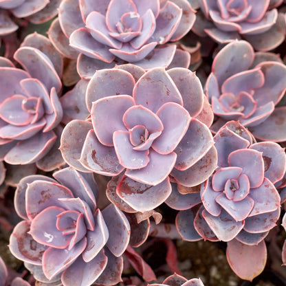 Echeveria 'Perle von Nurnberg'
