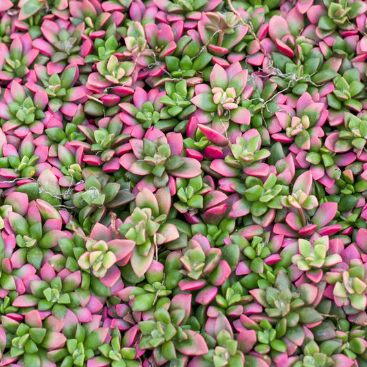 Anacampseros telephiastrum f. variegata 'Sunrise'