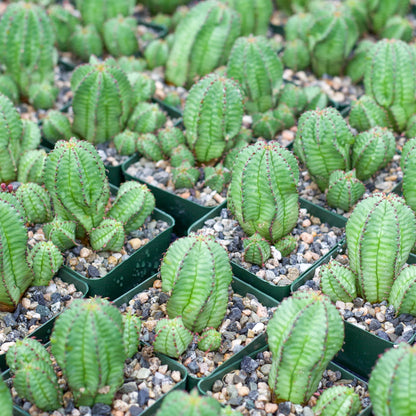 Euphorbia anoplia 'Tanzanian Zipper Plant'