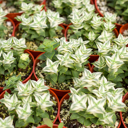 Crassula perforata f. variegata