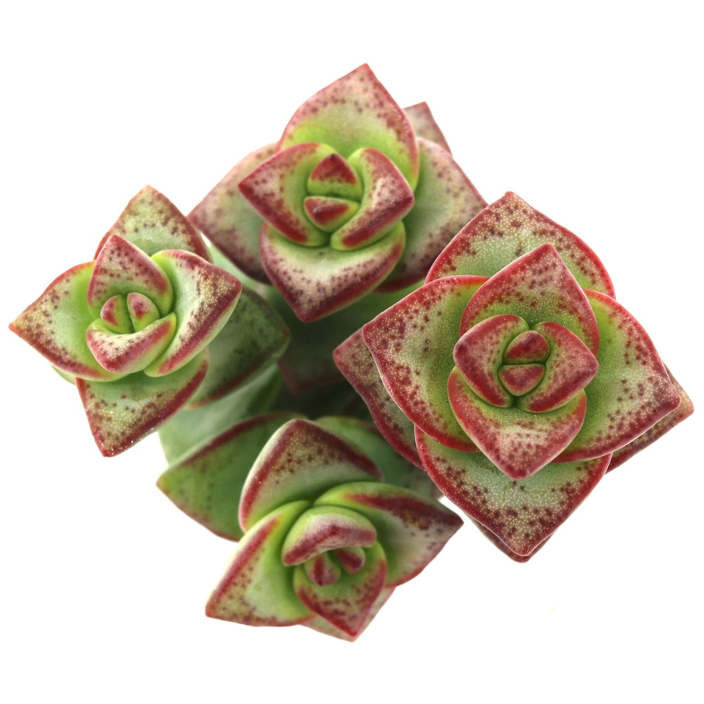 Crassula perforata ssp. kougaensis