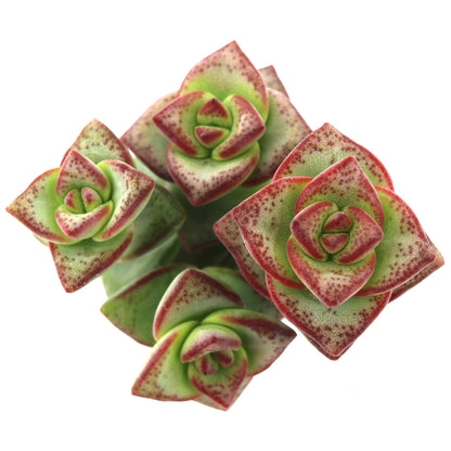 Crassula perforata ssp. kougaensis