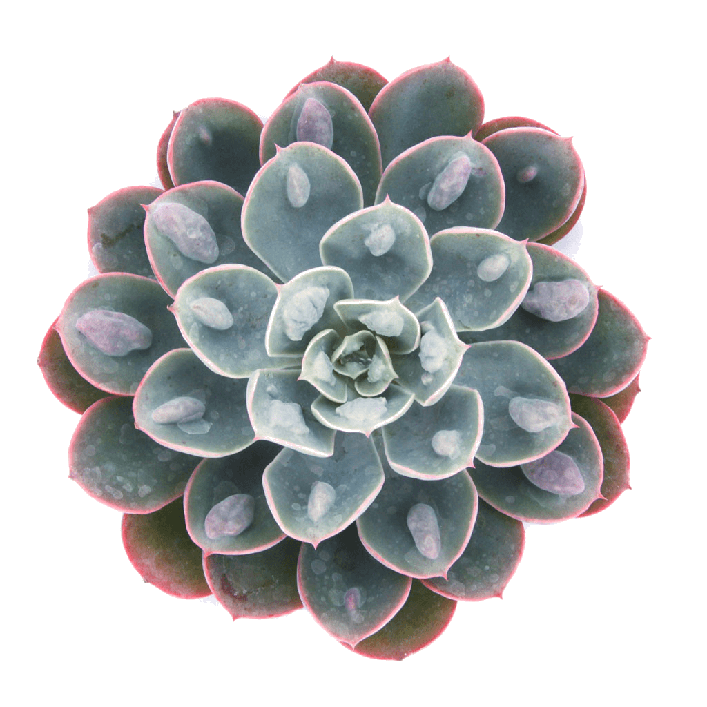 Echeveria 'Raindrops'