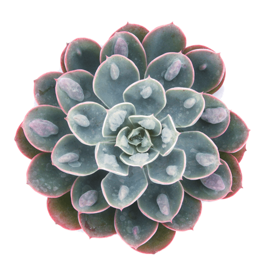 Echeveria 'Raindrops'