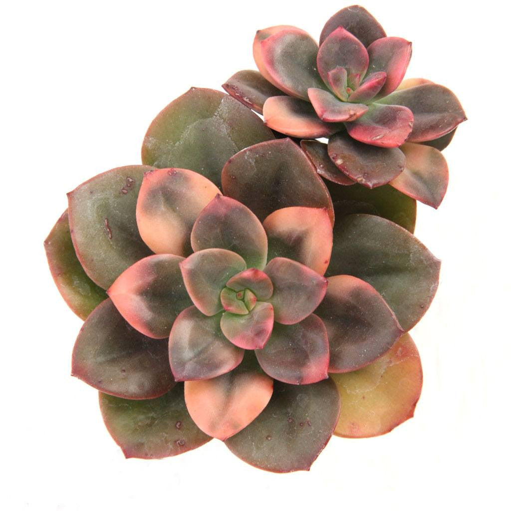 Echeveria 'Chroma'