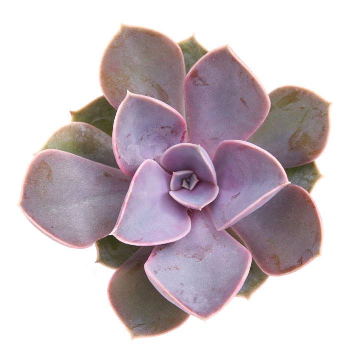 Echeveria 'Perle von Nurnberg'