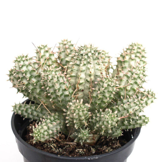 Euphorbia mammillaris f. variegata 'Indian Corn Cob'