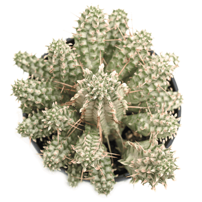 Euphorbia mammillaris f. variegata 'Indian Corn Cob'