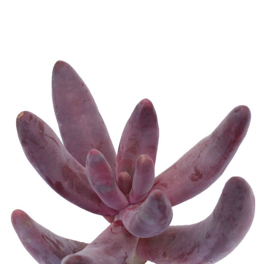 Pachysedum 'Ganzhou'