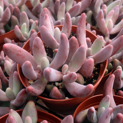 Pachysedum 'Ganzhou'