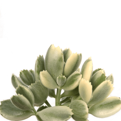 Cotyledon tomentosa 'Bear's Paw' variegata